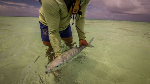 Fly Fishing Aitutaki, Articles and Reports
