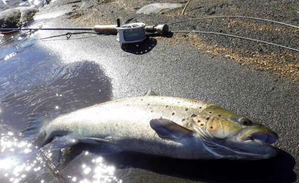 Another brown but this time on the dry and dropper.