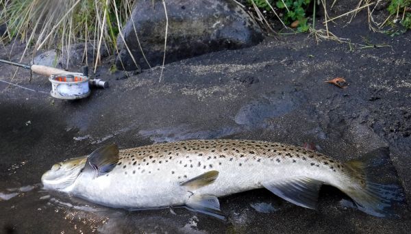 A brown on the 5wt.