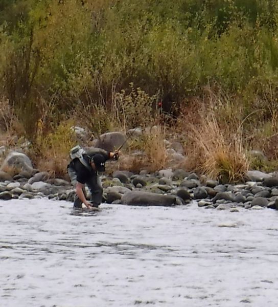 An angler unhooking a rainbow in one of the town pools this morning.