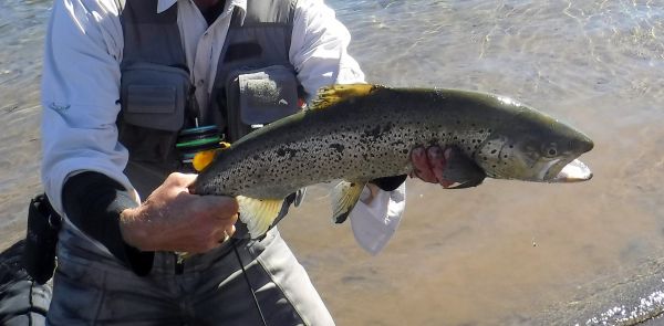 Plenty of browns around.