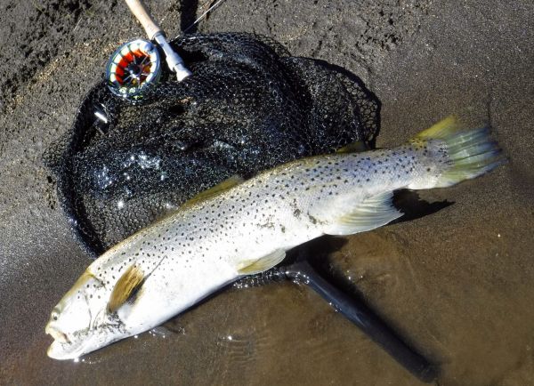 Another brown caught near town.