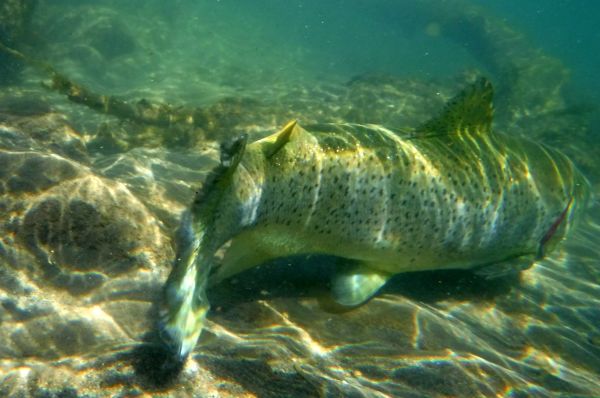 Trout love places like this too.