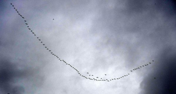 Canada geese overhead early morning high above the Tongariro.