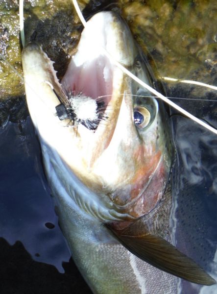 This one smashed the indicator fly.