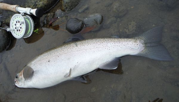 A chromer from the Island Pool
