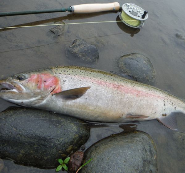 A fat rainbow caught using those funny looking European flies.