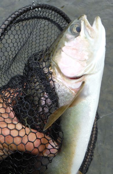 Maintain your concentration until the fish is in the net.