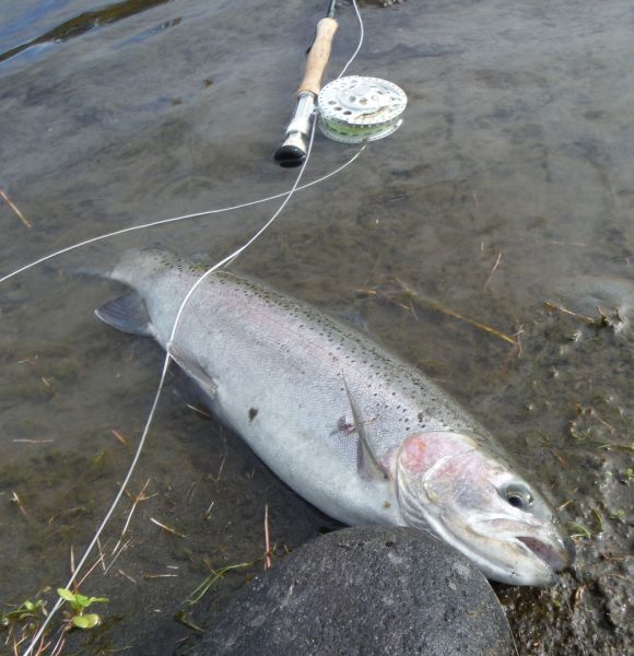 Another from the lower river.