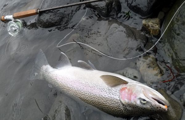 The Tongariro has been carrying some color all week and jelly eggs out-fished everything in my box ... but it isn't always the case even in winter.