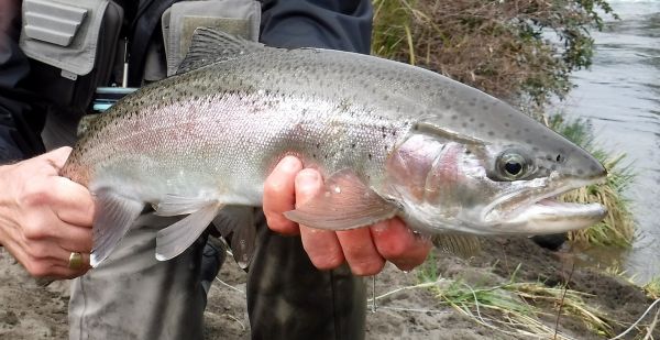 A few better fish around.