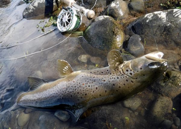 A well marked four pounder.