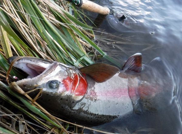 But all methods are catching fish, including the czech nymph.