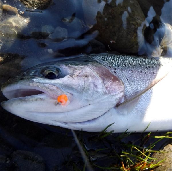Jelly eggs are still taking more fish than anything else under the indicator.