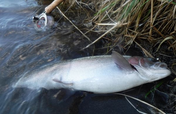 A cracking fresh hen caught czech nymphing.