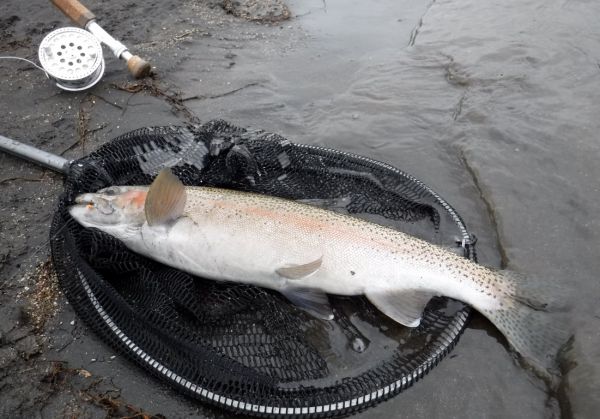Judges has been as good as anywhere .