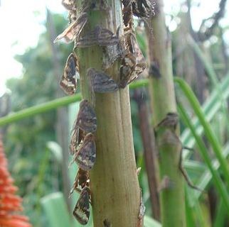 Typical lace moth infestation.
