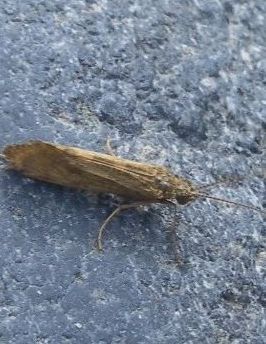 Adult Caddis