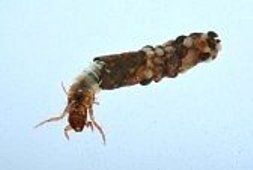 cased caddis