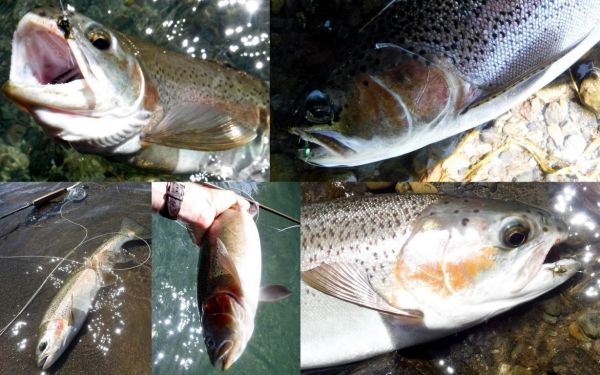 The fish love these things.