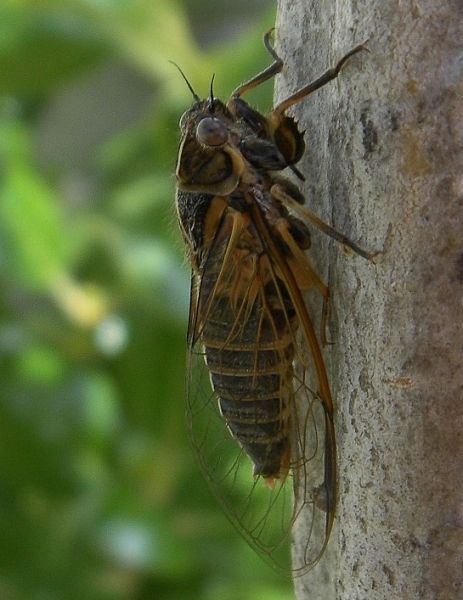 Cicada photographed down river.