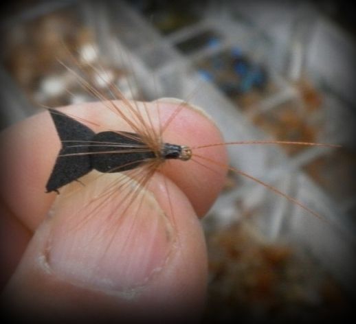 The Sporting Caddis.