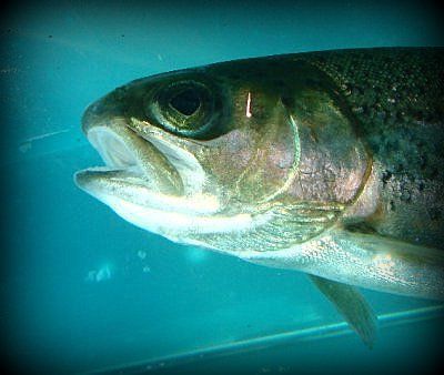A pink mark visible behind the eye, typical trout released into the Tongariro river..