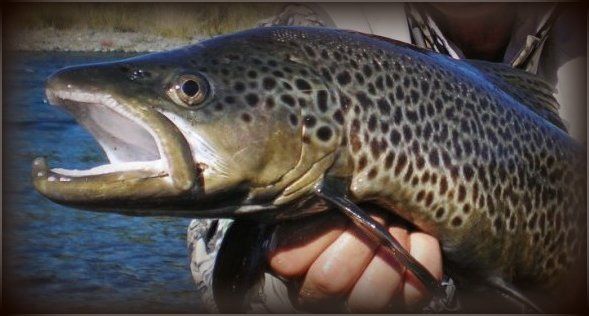 Another brown from one of the town pools.
