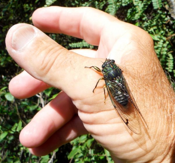 This one landed on my hand but you'll literally bump into dozens of them along the river.