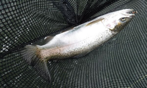 A landing net is a must in the middle of the river. Preferably one with a longer handle. Unfortunately I left mine in the Stag car park some weeks ago.