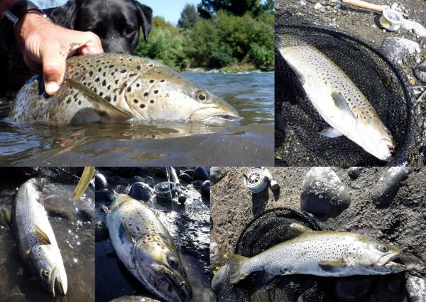 I didn't have to look far for some great brown trout action.