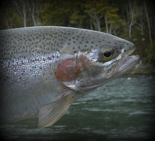 A nice fish from the upper river.
