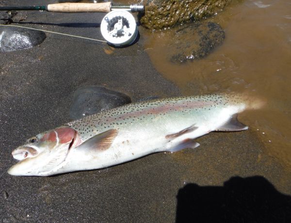 You can see the water is still colored but the fish didn't mind.