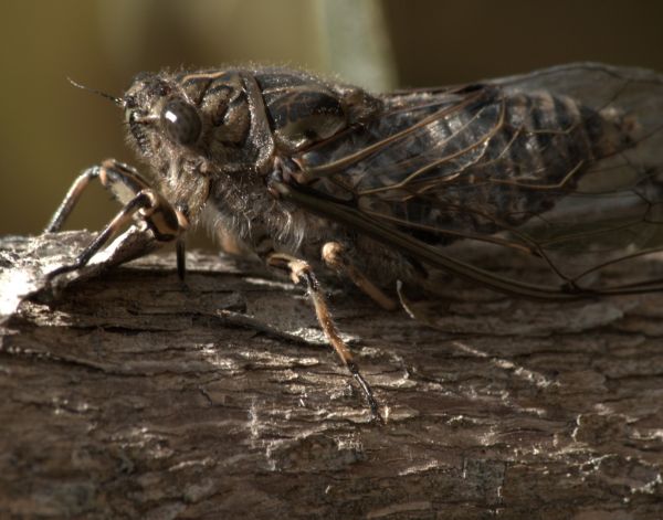 There's still a lot to learn about the life cycle of cicadas in New Zealand but its thought they remain underground from one to five years depending on the species. Once they emerge the familiar chirping begins and as the numbers increase it intensifies producing a sometimes deafening wall of sound. Most of the noise comes from the males but in the background you'll also here the click of the females as they respond to their suitors call by flicking their wings. It doesn't last long and four to six weeks later they die. The periodical cicadas found in the USA emerge en-mass either every thirteen or seventeen years. The thirteen year species tends to be found in the south eastern United States whereas the 17 year cicada is concentrated in the north east. How they count to 13 or 17 is still one of the great mysteries of the insect world. In some countries cicadas are considered a delicacy often fried in butter or barbecued as an entree. They're said to taste like asparagus with a texture similar to the flesh of a lobster tail ... I'll take they're word for it ... the trout can have my share.