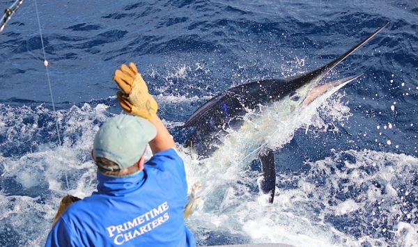 Another marlin to add to John's impressive tally.