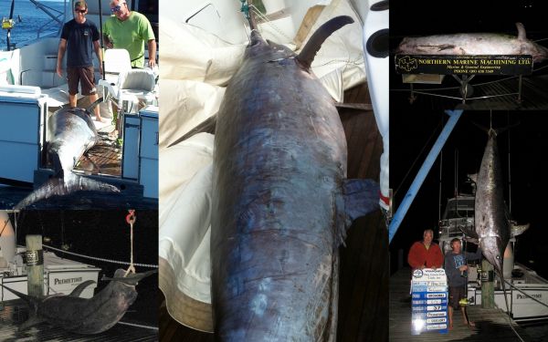 The world record broad-bill sword fish.