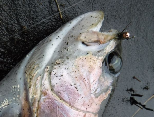 A fish earlier in the week. Notice the snap link on the dropper nymph.