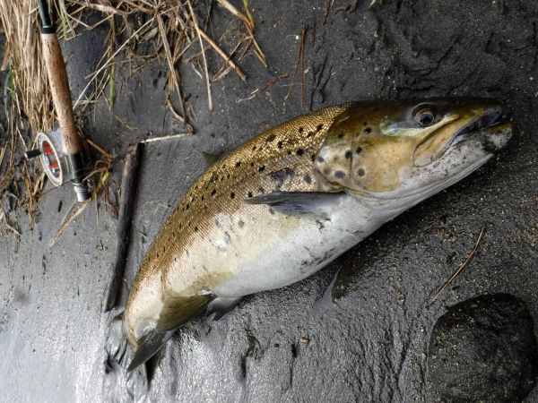 Still a few browns taking the nymph.