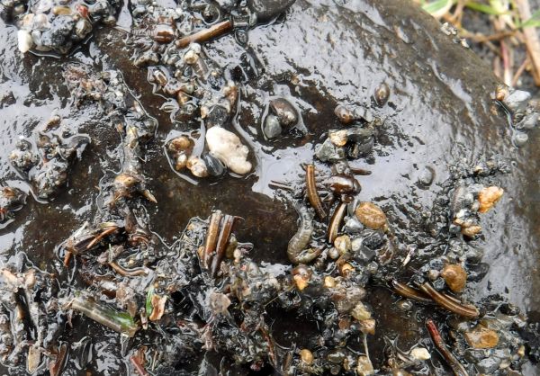 Horn caddis everywhere.
