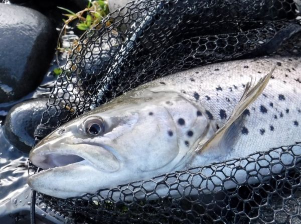I landed this one without Blues assistance.