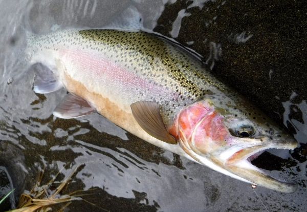 But not all are caught near a redd.