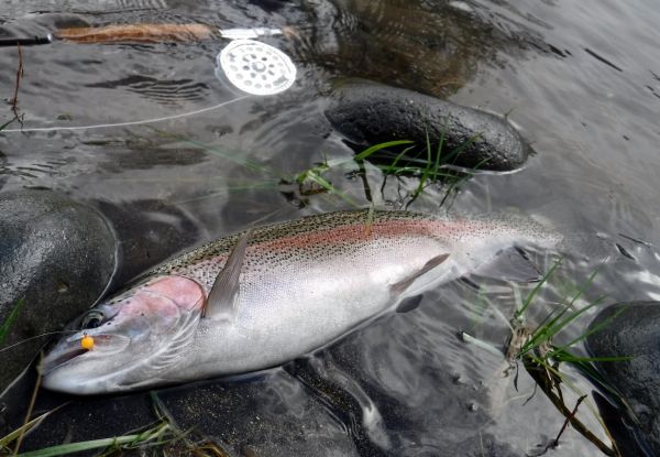 Jelly eggs will do the trick with these fresh run fish ... but hang on tight.