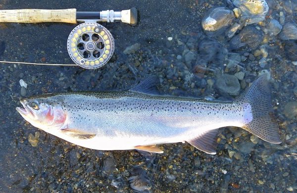 Three pounder