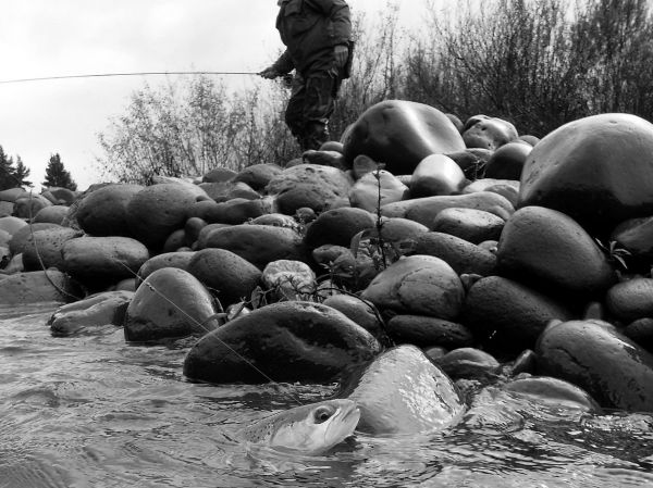 Nigel loses his head as he lands one in the upper river.