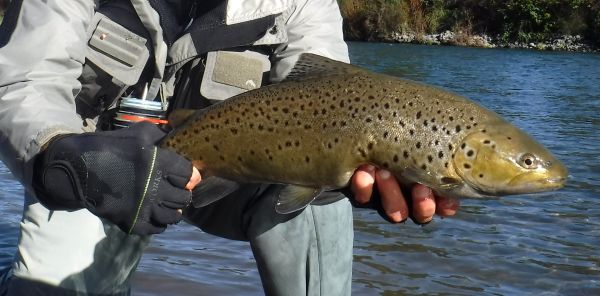 Another small brown from Judges.