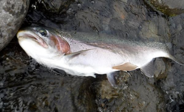 Not many silver fish around this week.