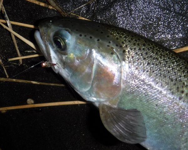 Sometimes it paid off to go small... but this one took a great big czech nymph
