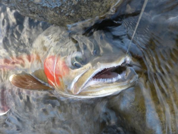 Another nice jack.