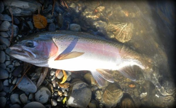 Testing the 8wt.
