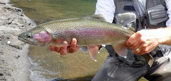 My only fish of the day.